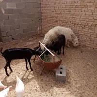 بره ماده و کره نر