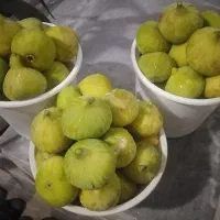 میوه بهشتی رسیده و شیرین