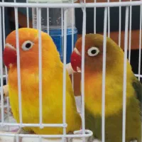 فروش طوطی برزیلی