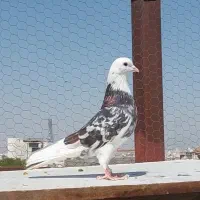 کبوتر شازده هما آتشی عطیقه