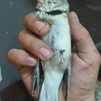 سهره خاکی|پرنده|محمدیه-قزوین, |دیوار