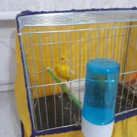 قناری بخون جوان سلامت