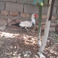 فروش اردک روسی