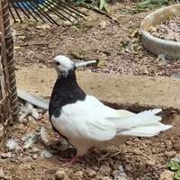 فروش طوقی سیاه ماده جوان