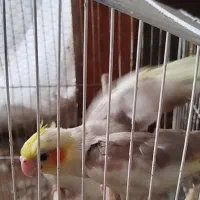 عروس هلندی رام