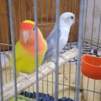 جفت طوطی برزیلی مولد