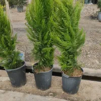نهالهای جریمه ای برای شهرداری|گل و گیاه طبیعی|تهران, بوستان سرخه حصار|دیوار
