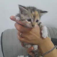 سه تا بچه گربه ناز دوست‌داشتنی