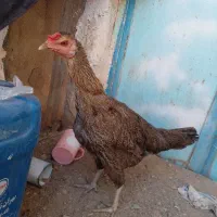 مرغ و خروس خونگی اصل و سرحال
