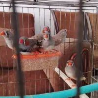 فنچ های زیبای کینگ و زبرا