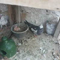 کبوتر گم کردم