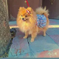 پامر خرسی نر