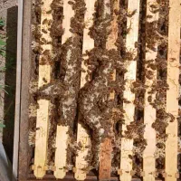 فروش کلنی زنبور عسل کارنیکا و هیبرید و سبدی