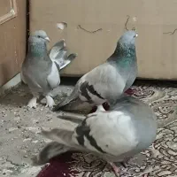 کبوتر نقره ای|پرنده|شهرکرد, |دیوار