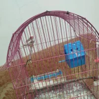 فنچ