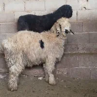بره بذری|حیوانات مزرعه|شیراز, داریون|دیوار
