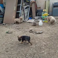 سگ پاکوتاه کوتاه باهوش.جیرفت|سگ|جیرفت, |دیوار