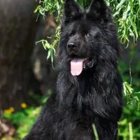 سگ ژرمن بلک اصیل توله ژرمن بلک