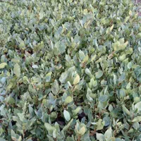 نهال پسته|گل و گیاه طبیعی|خواف, |دیوار