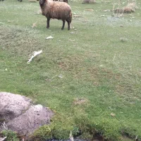 قوچ نژاد افشار اصلاح نژاد شده با ژن هترو