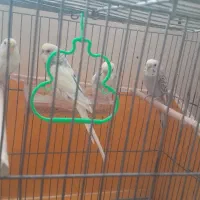 چهار عدد مرغ عشق جوان  و جفت هم هستند