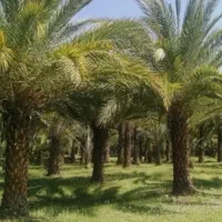 مجری در طرح کاشت نخل|خدمات باغبانی و درختکاری|بندرعباس, |دیوار