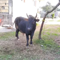 ورزاچالوسی