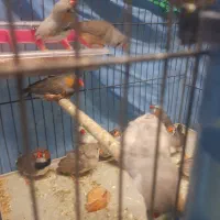 فنج گینگ|پرنده|تاکستان, |دیوار