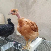 نیمچه مرغ و خروس کاکلی و گردن لخت