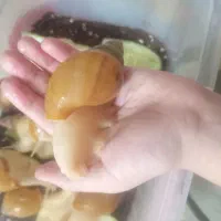 حلزون ماده و نر