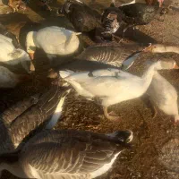 غاز و بوقلمون و خروس|حیوانات مزرعه|دره شهر, |دیوار