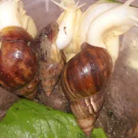حلزون|خزنده|الشتر, |دیوار