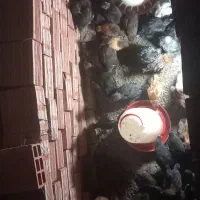 جوجه گلپایگان