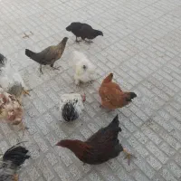 تعداد۲۸تامرغ وخروس۵ماه آماده تخم|حیوانات مزرعه|تربت‌حیدریه, حسنی بالا|دیوار