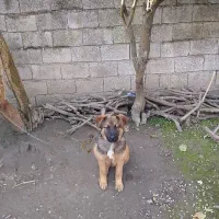 سگ ژرمن کار نر