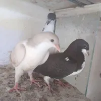 جوجه کبوتر|پرنده|تاکستان, |دیوار