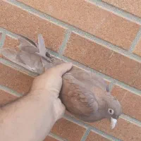 گلی وزاغ ریشی|پرنده|زرند, |دیوار