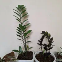 گل آپارتمانی