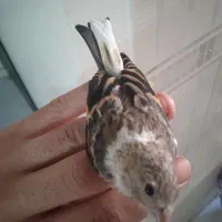 سهره قناری و قناری|پرنده|تهران, اتحاد|دیوار