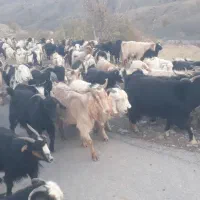 100راس بز داشتی آبستن