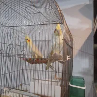 عروس هلندی مولد