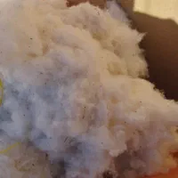 فروش پنبه حلیج  220
