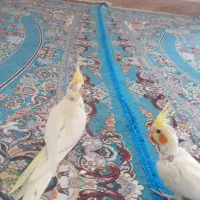 عروس هلندی|پرنده|زهک, |دیوار