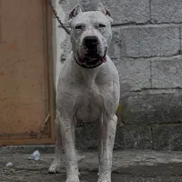 داگو آرژانتینو نر نگهبان تمام عیار