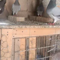 کفتر|پرنده|اهواز, ۲۴ متری|دیوار