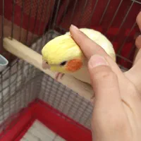 عروس هلندی ماده|پرنده|پاکدشت, پاکدشت (مامازند)|دیوار