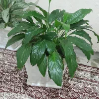 گل خانگی|گل و گیاه طبیعی|بانه, |دیوار