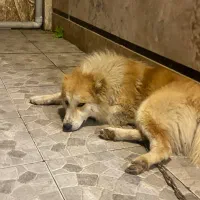 سگ دو رگه هاسکی