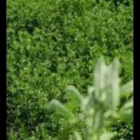 بذر|گل و گیاه طبیعی|کهنوج, |دیوار