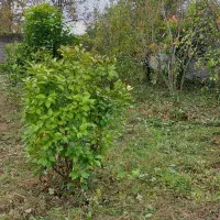 فروش ملک|فروش زمین و ملک کلنگی|رشت, حومه رشت|دیوار